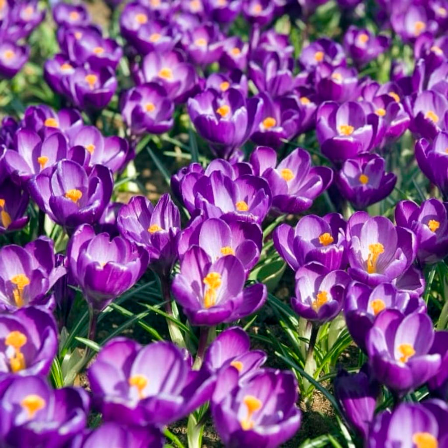 Bio-Großblumiger Krokus 'Flower Record' Violett