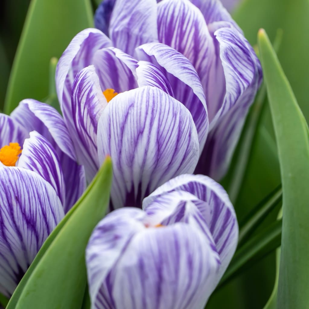 Crocus vernus
