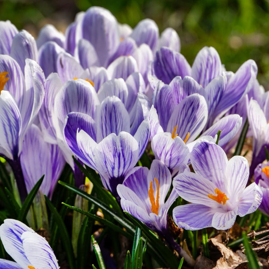 Bio-Großblumiger Krokus 'King of the Striped' Blau-Weiß