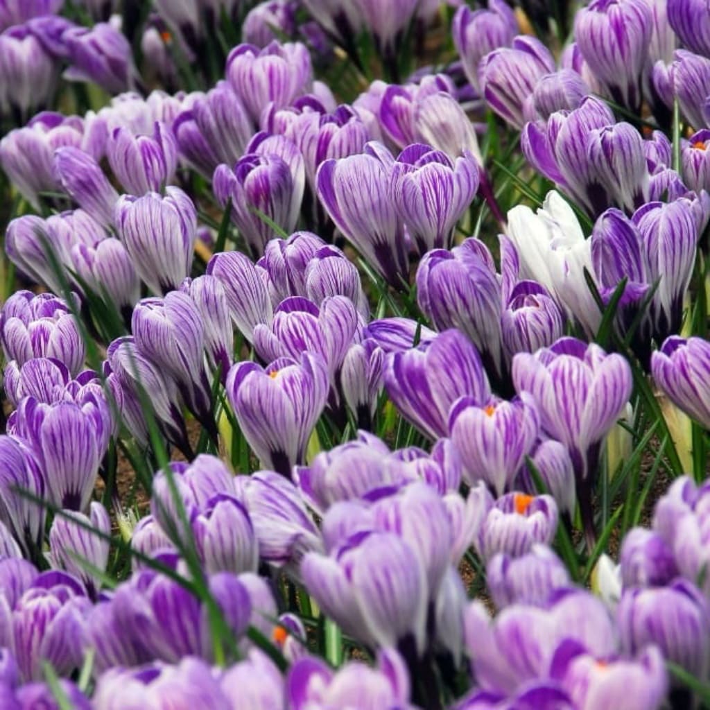 Crocus vernus