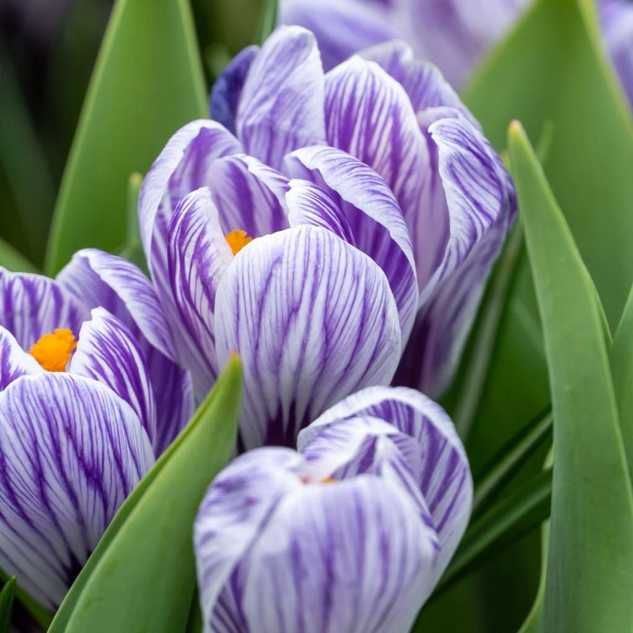 Crocus vernus