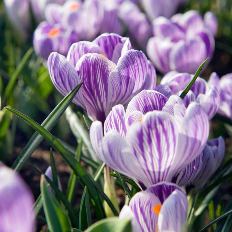 Gestreifter Krokus 'Pickwick' Violett-Weiß