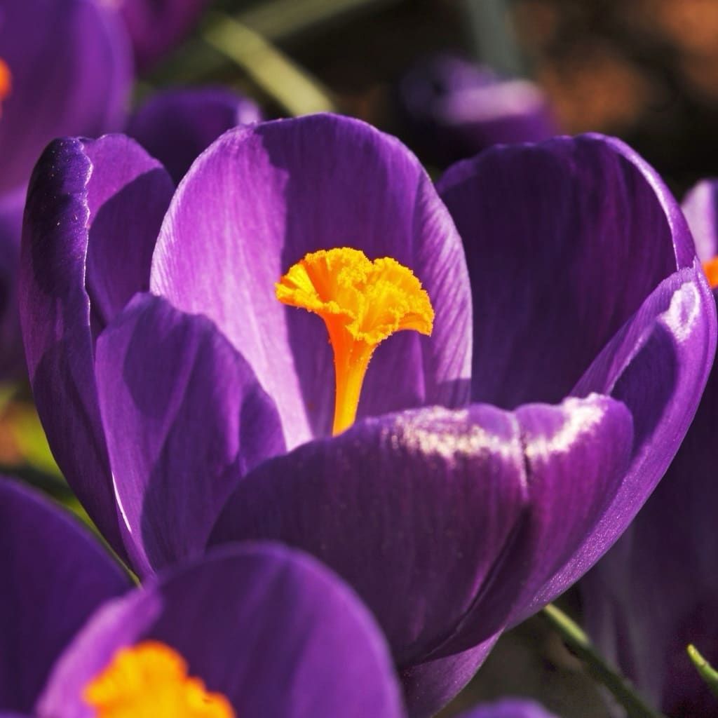 Crocus vernus