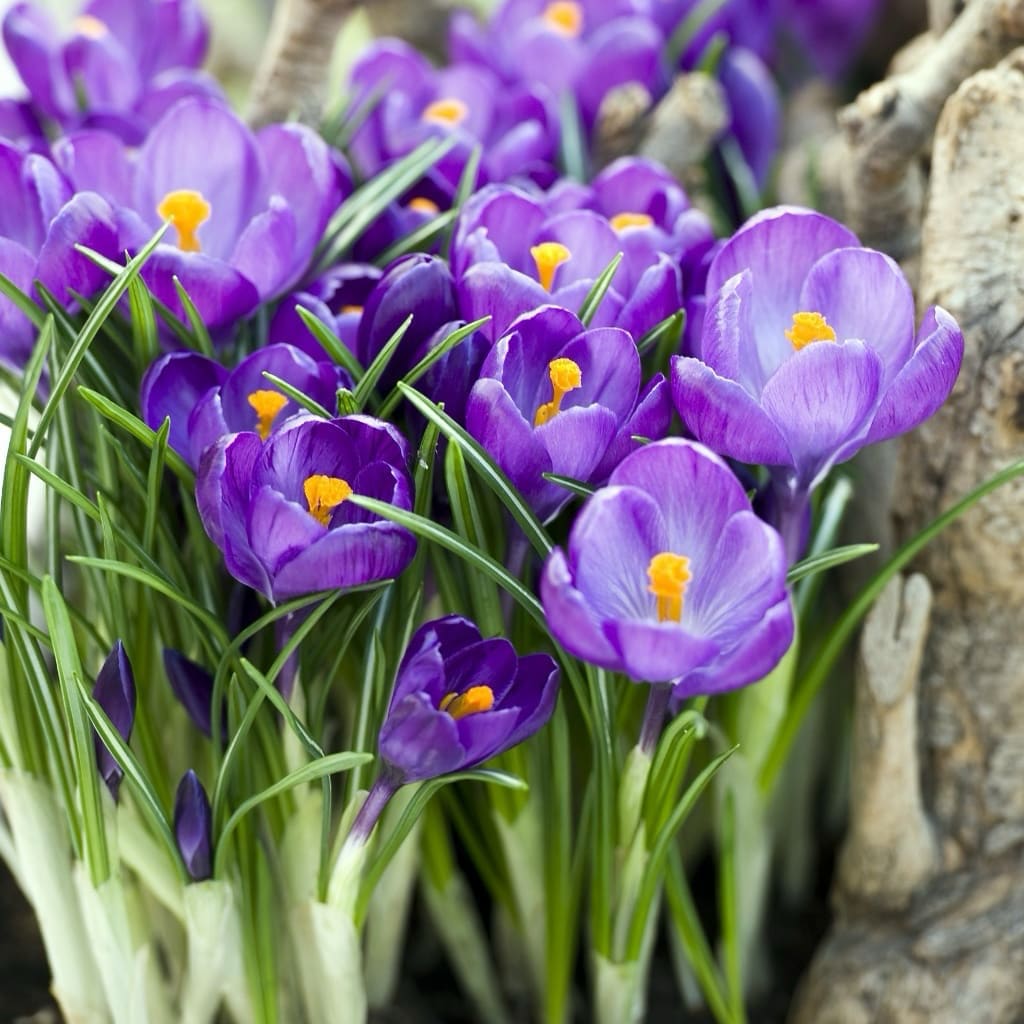 Großblumiger Krokus 'Flower Record' Violett