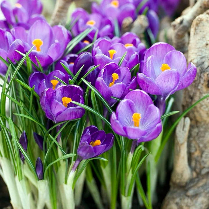 Großblumiger Krokus 'Flower Record' Violett