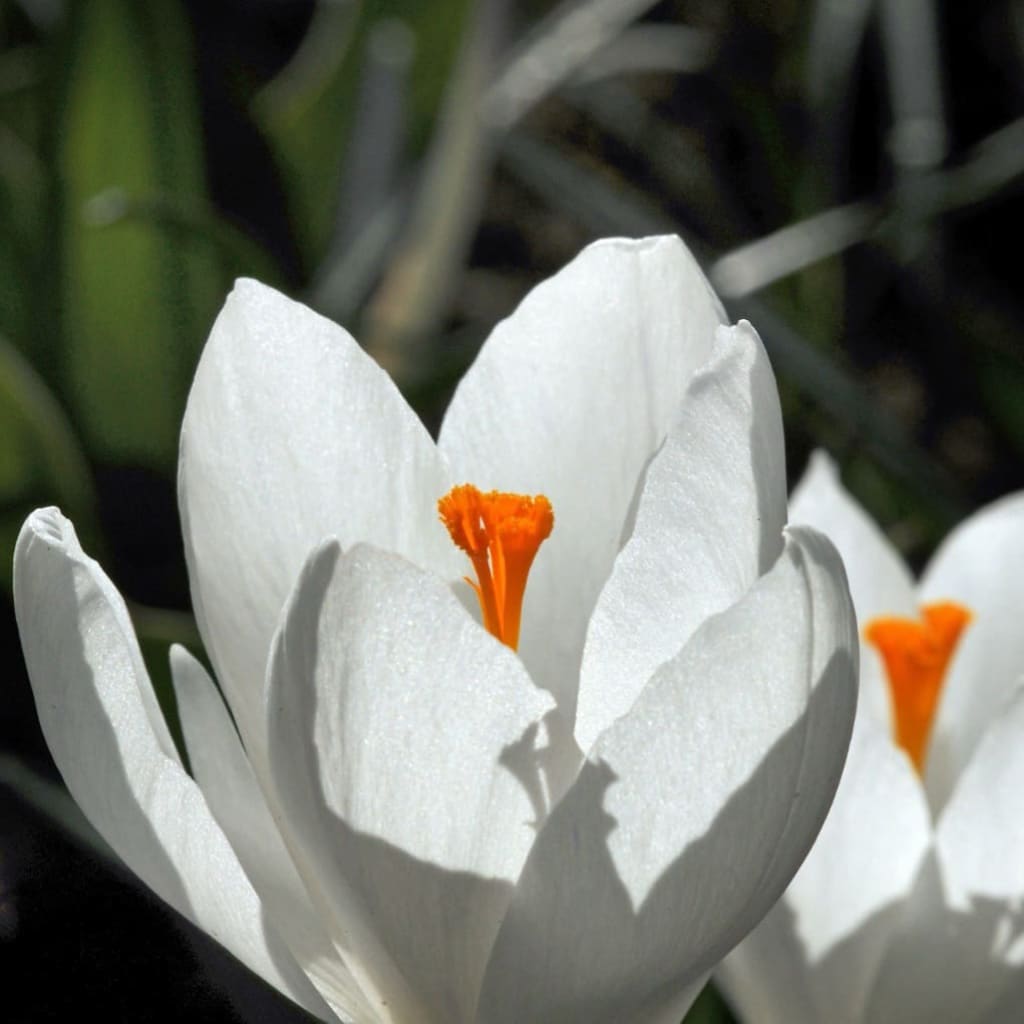 Crocus vernus