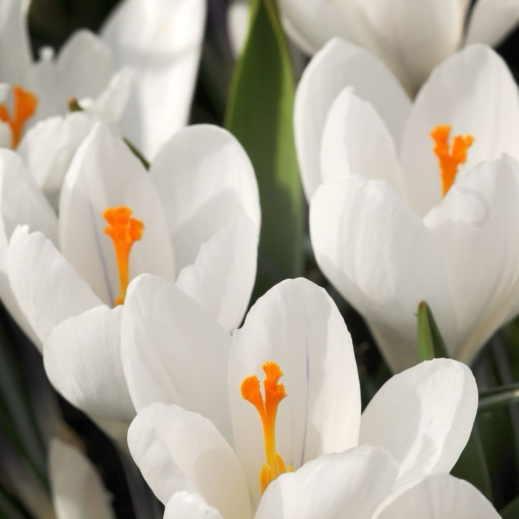 Crocus vernus
