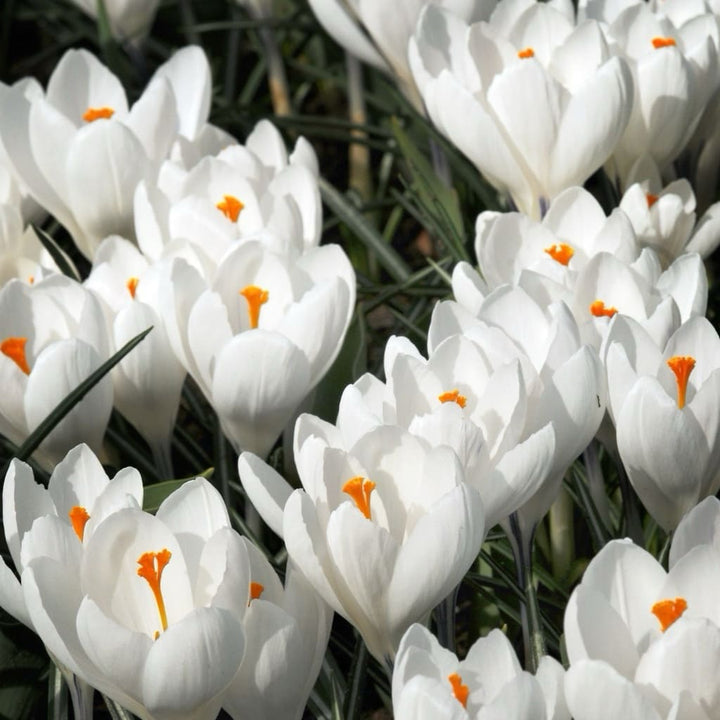 Großblumiger Krokus 'Jeanne d'Arc' Weiß