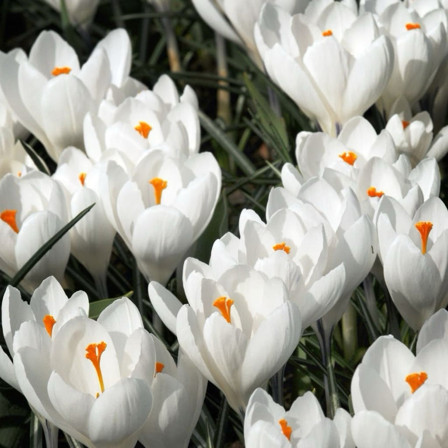Großblumiger Krokus 'Jeanne d'Arc' Weiß