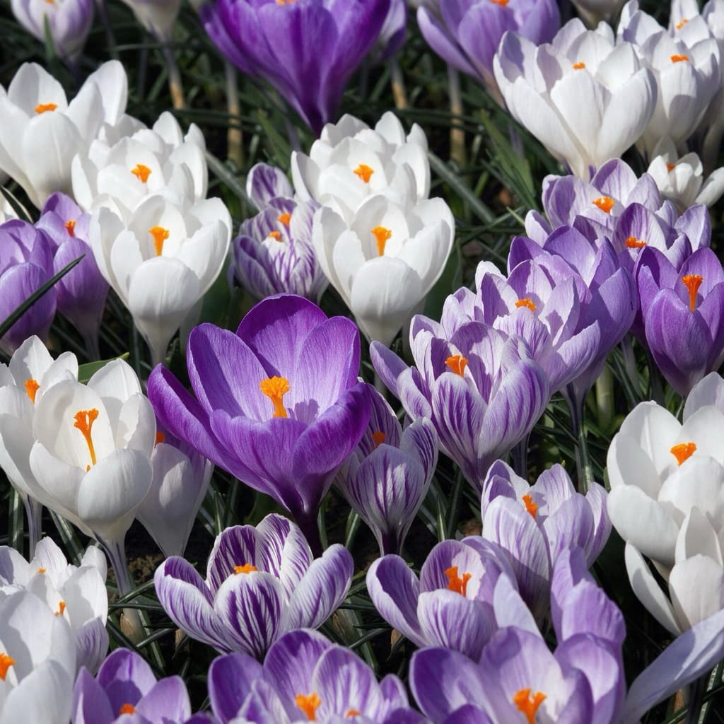 Crocus vernus