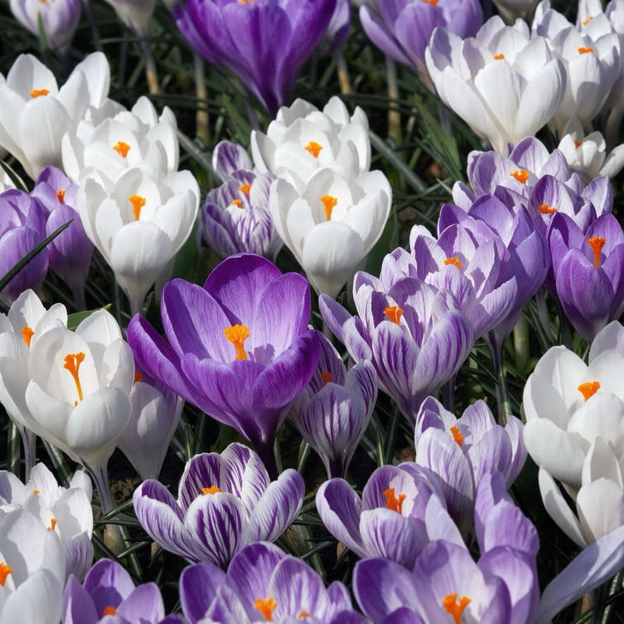 Crocus vernus