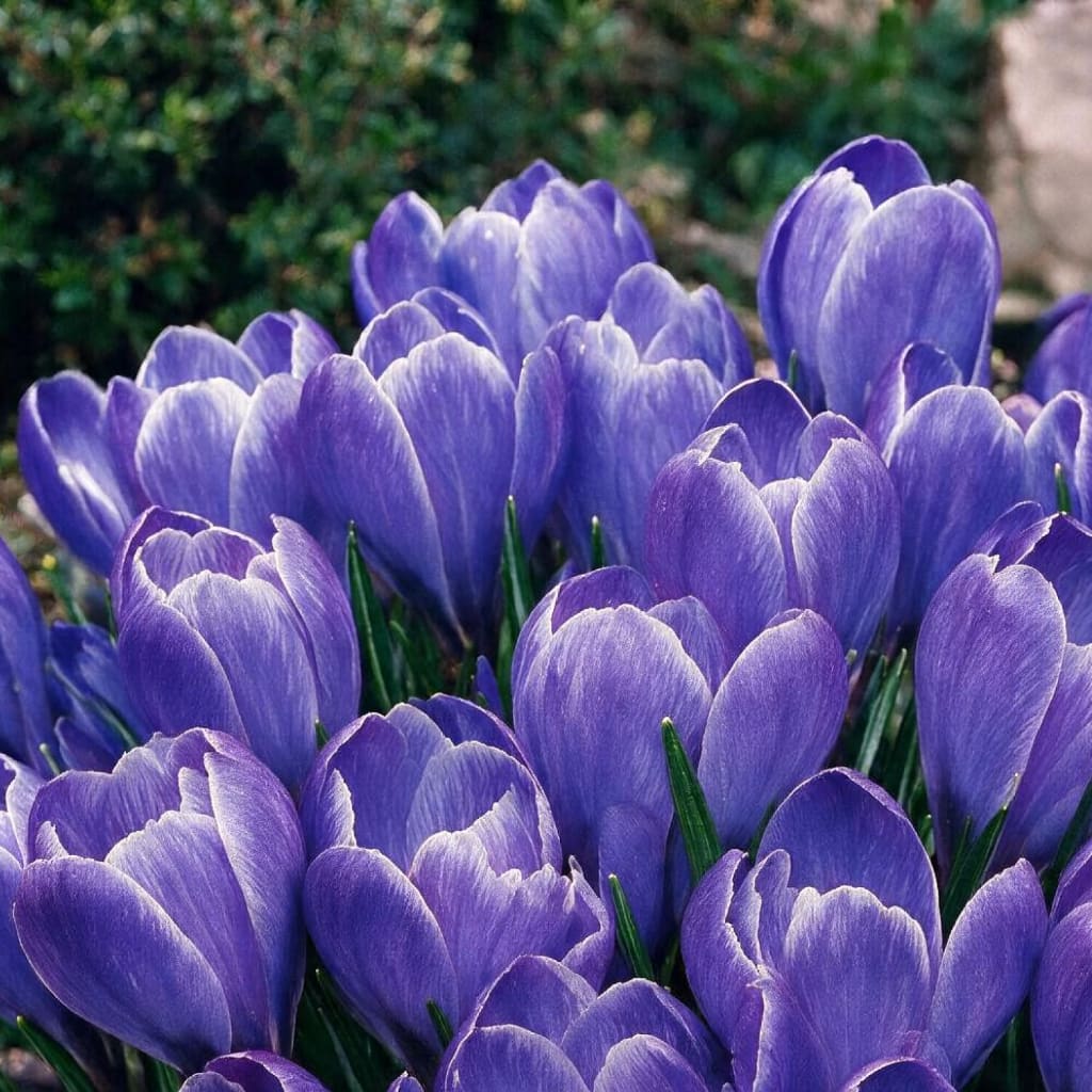 Krokuswiese 'Blue Ocean' Blau