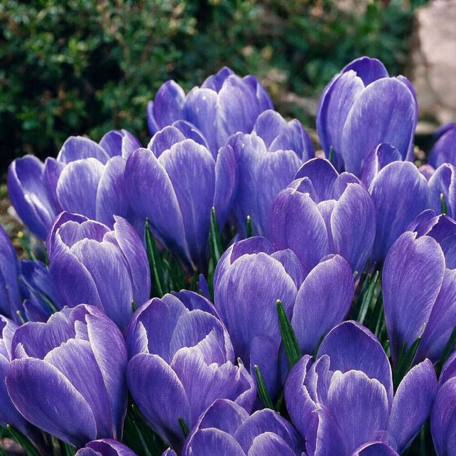 Krokuswiese 'Blue Ocean' Blau