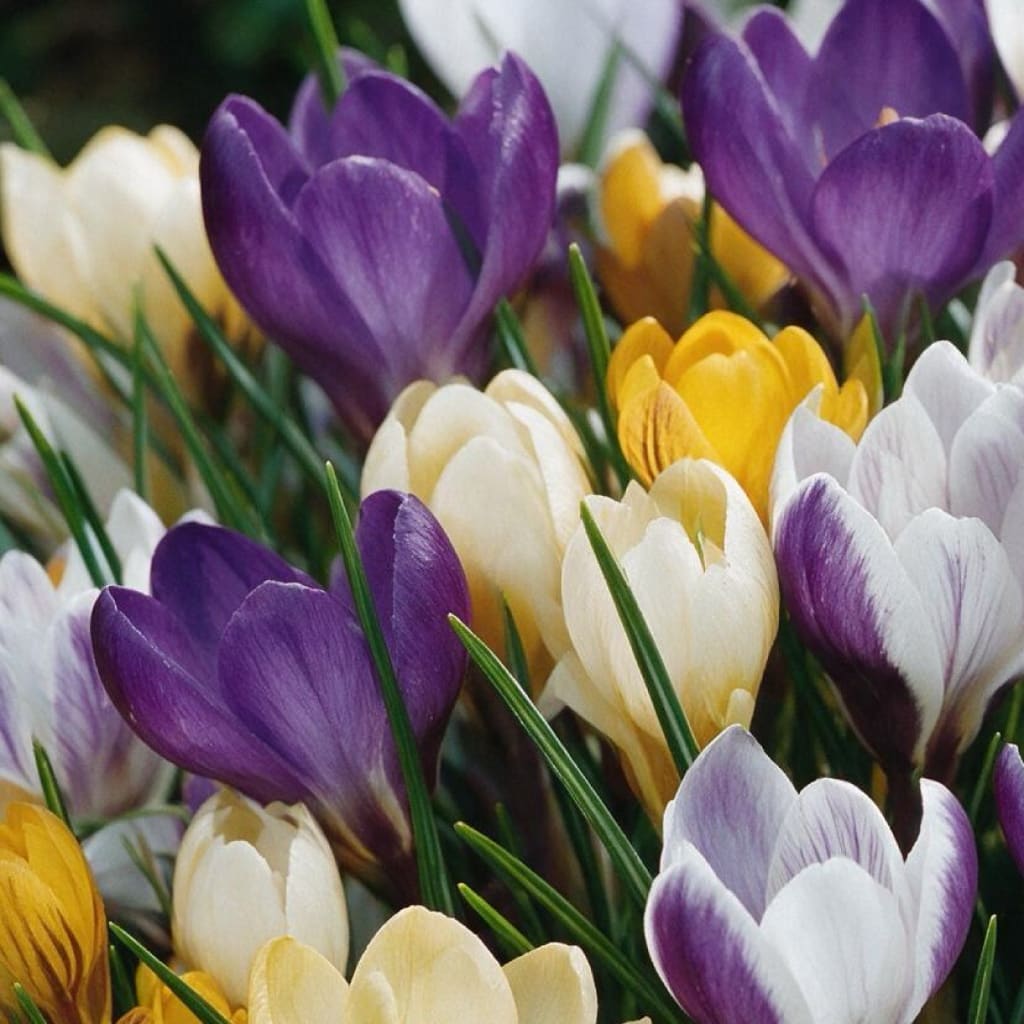 Crocus