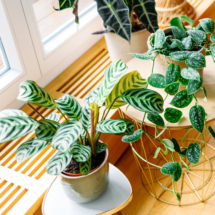 Ctenanthe burle-marxii im Wohnzimmer