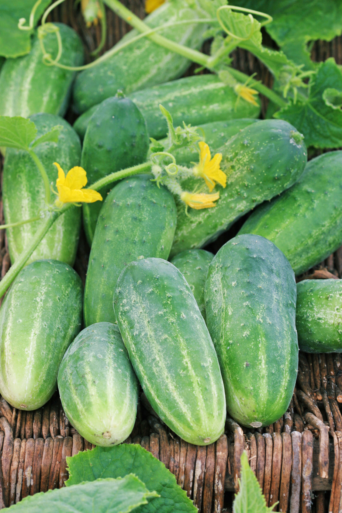 Cucumis sativus 'Dekan'