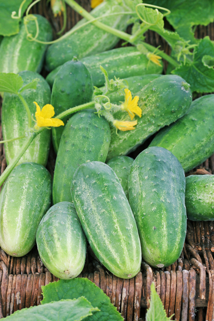 Cucumis sativus 'Dekan'