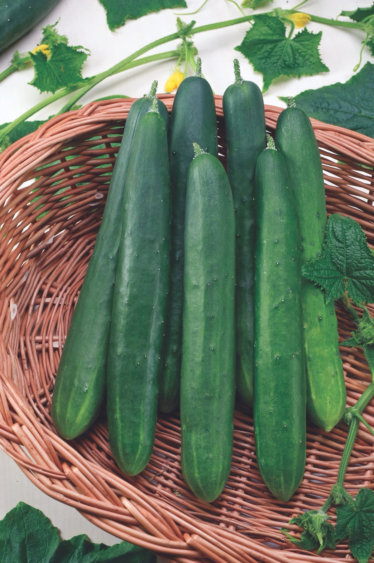 Cucumis sativus 'Marketmore'