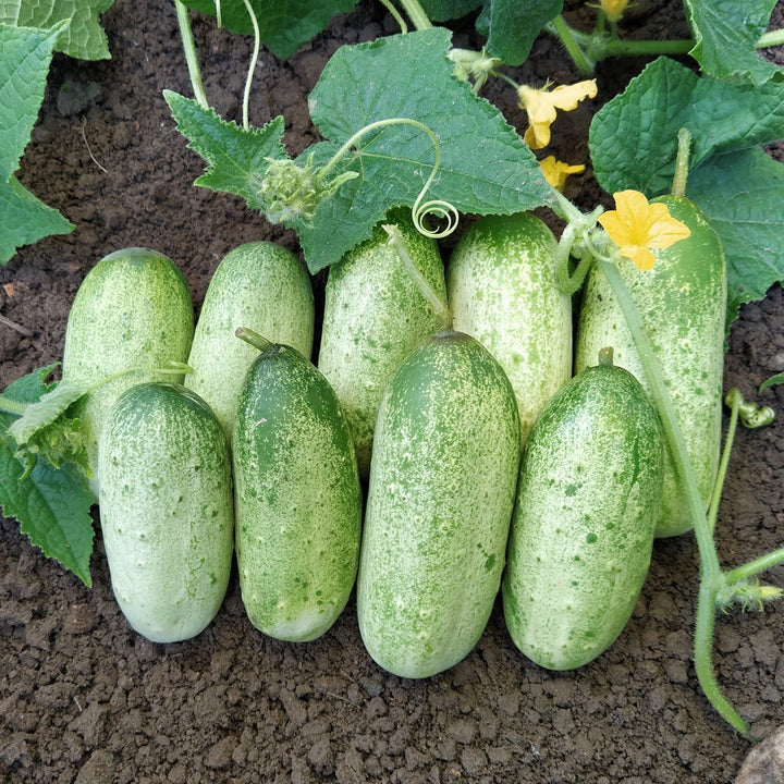 Cucumis sativus 'Russische'