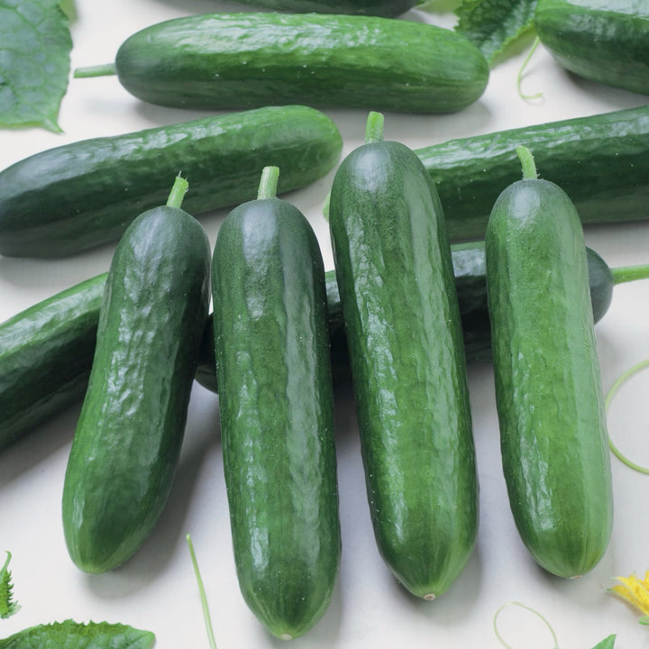 Cucumis sativus 'Tanja'