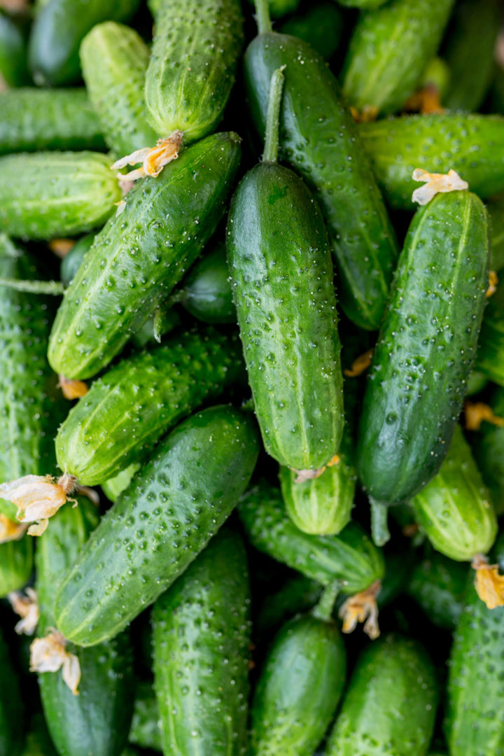 Cucumis sativus 'Vorgebirgstrauben'