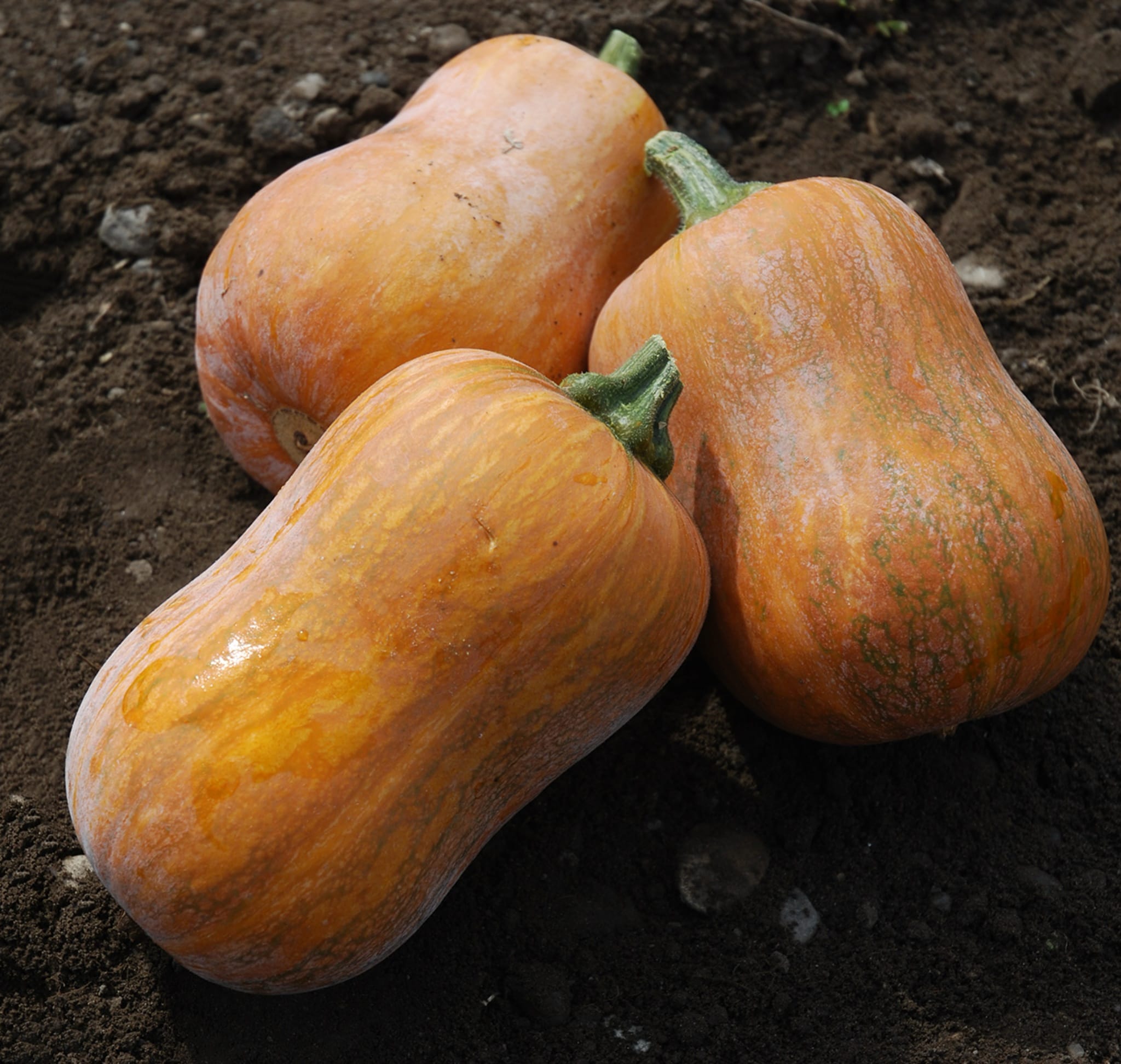 Cucurbita maxima 'Honeynut'