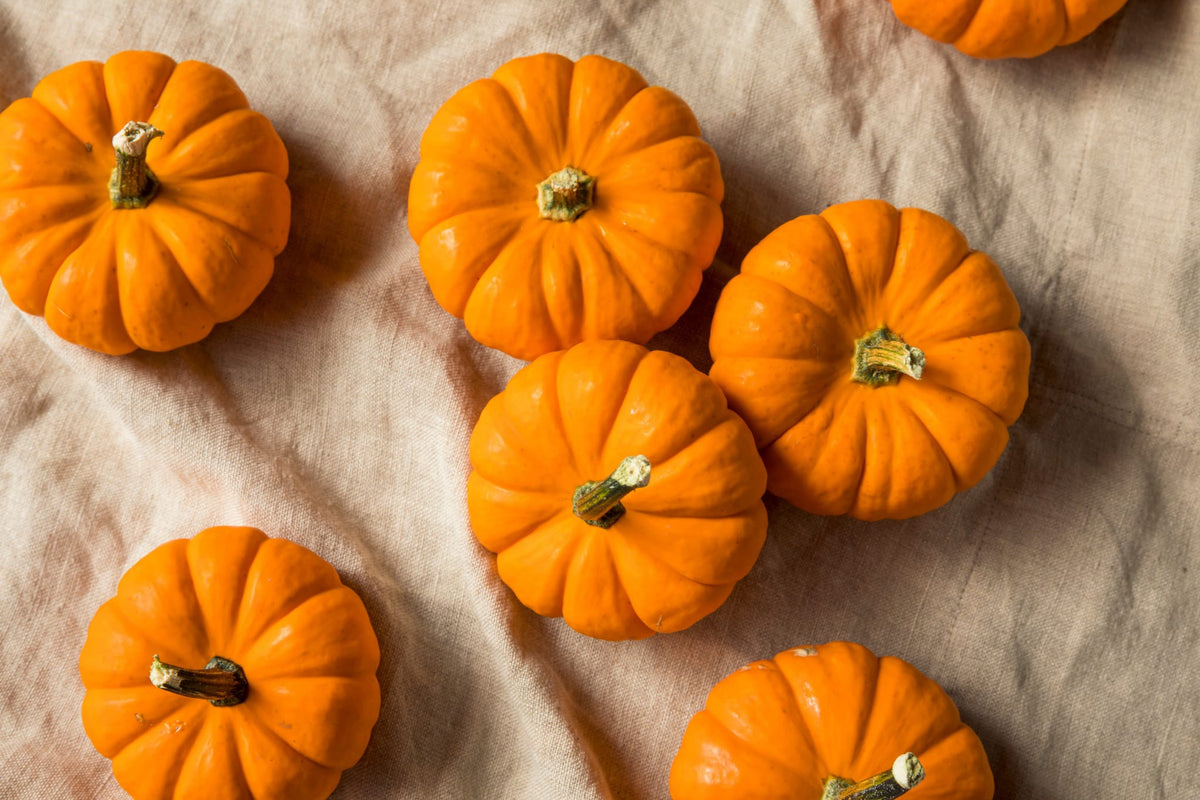 Cucurbita maxima 'Jack Be Little'