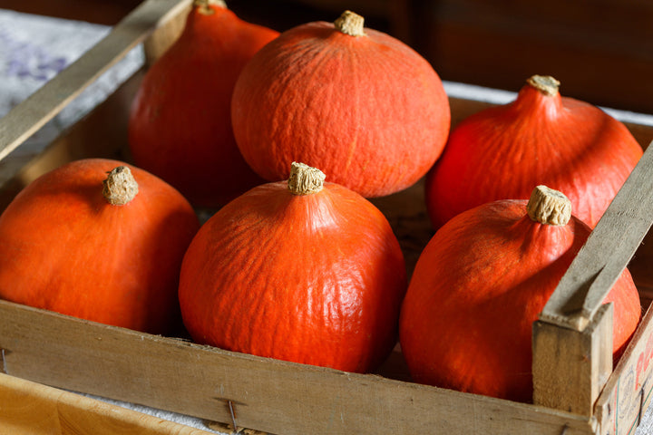 Cucurbita maxima 'Red Kuri'
