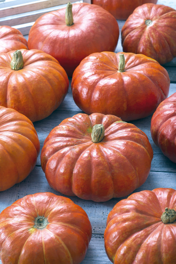 Cucurbita maxima 'Rouge vif d'