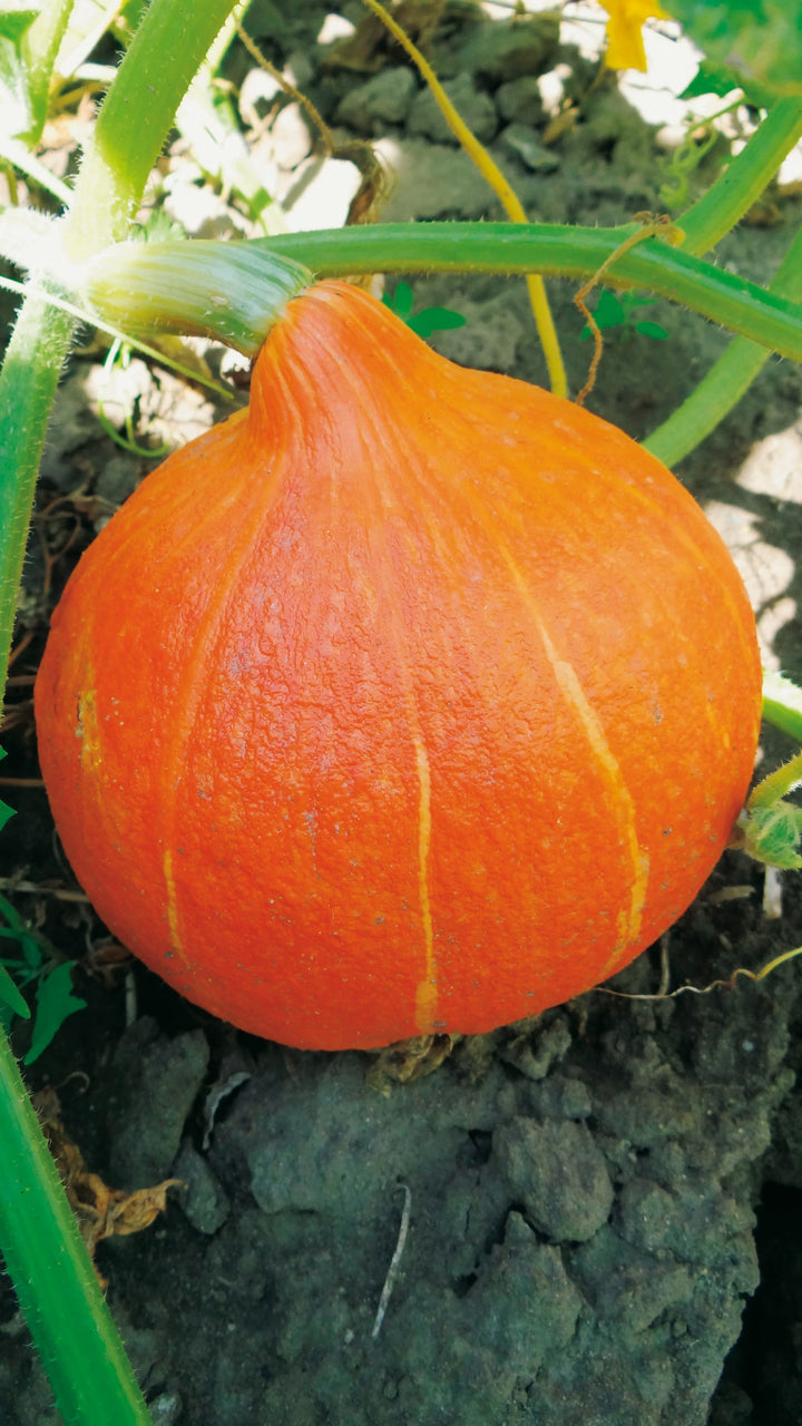 Cucurbita maxima 'Uchiki Kuri'