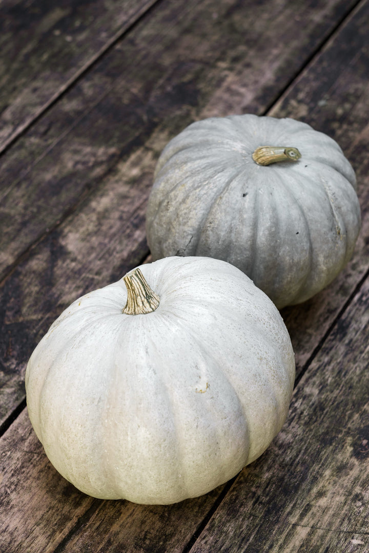 Cucurbita maxima 'Ungarischer Blauer'