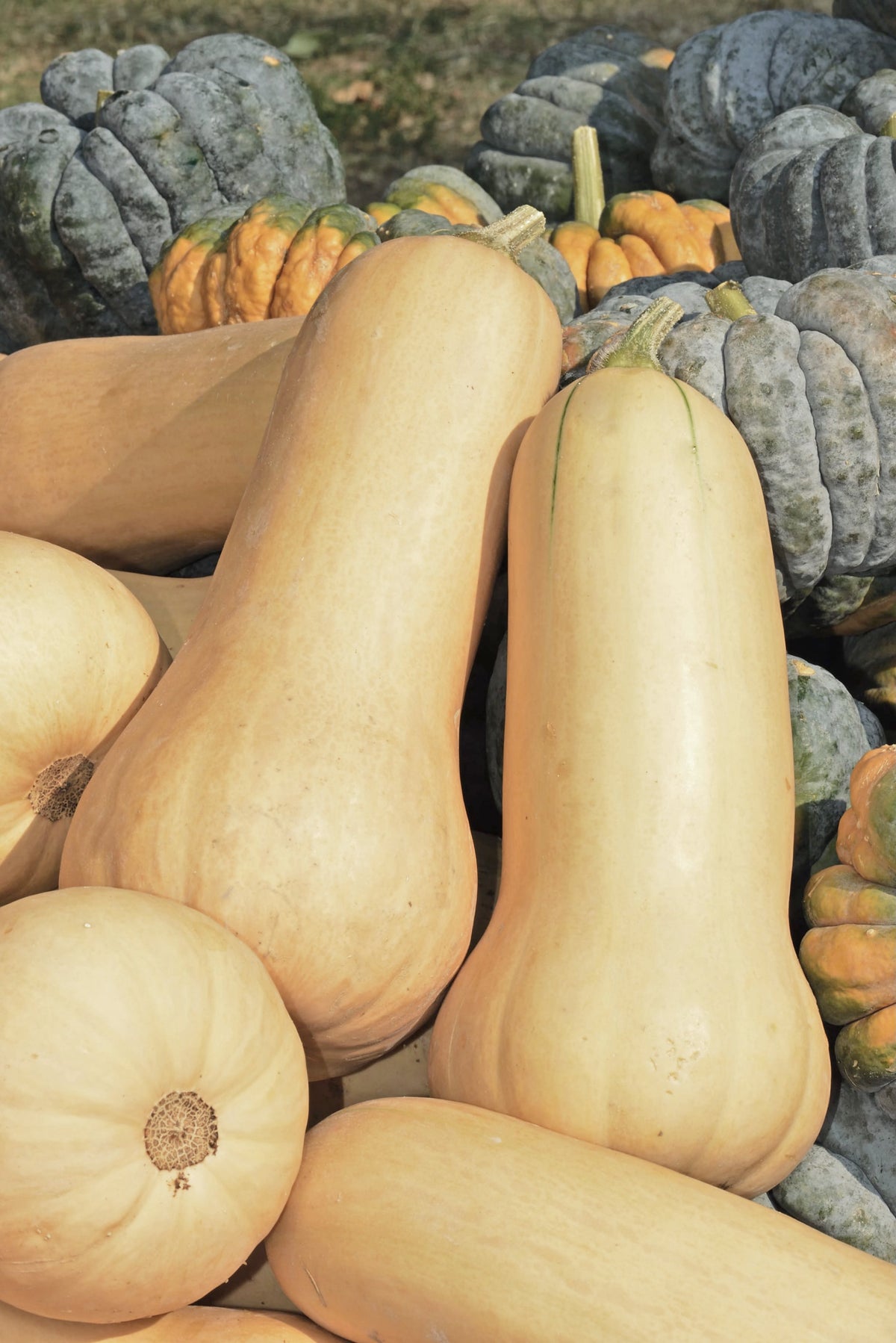 Cucurbita moschata 'Butternut Waltham'
