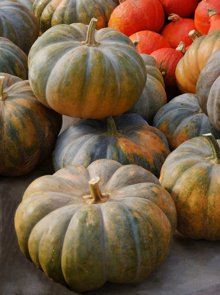 Cucurbita moschata 'Musquée de Provence'