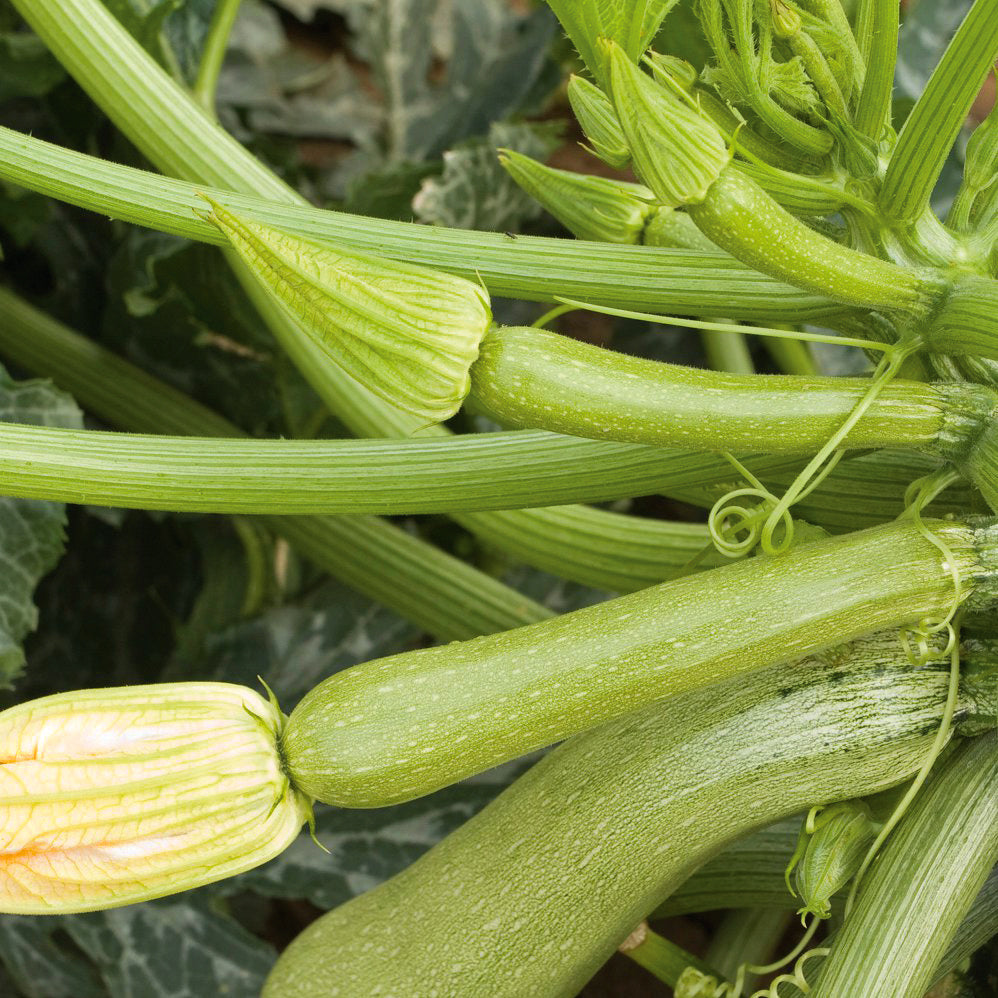 Cucurbita pepo 'Alberello di Sarzana'