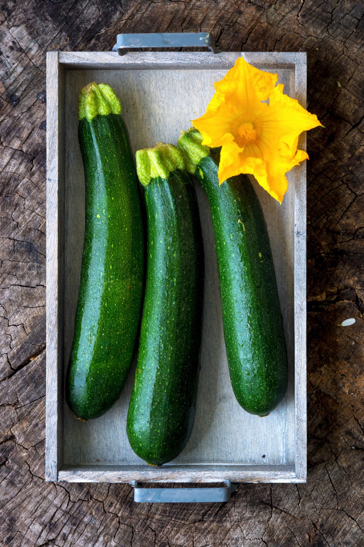 Cucurbita pepo 'Black Beauty'