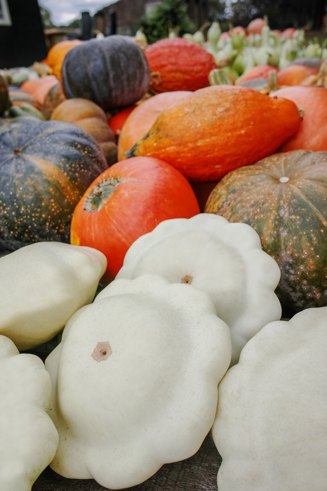Cucurbita pepo 'Pâtisson blanc'