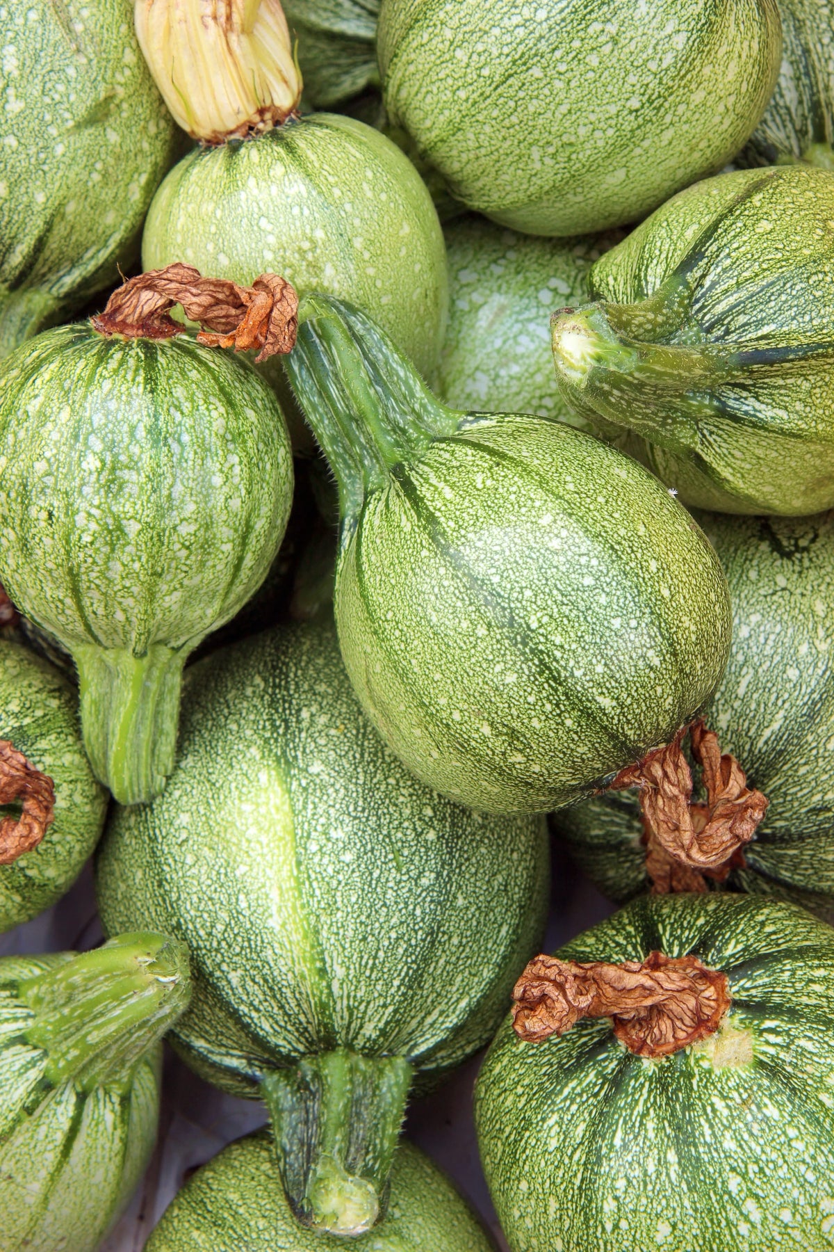 Cucurbita pepo 'Runde von Nizza'
