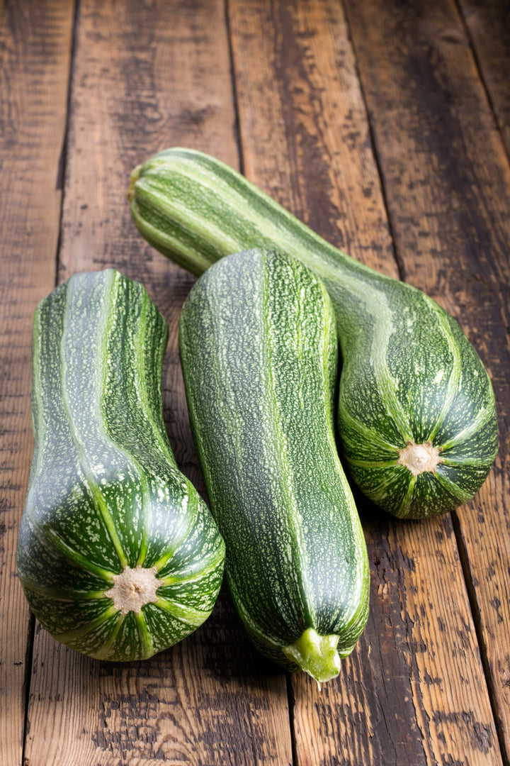 Cucurbita pepo 'Striato d'