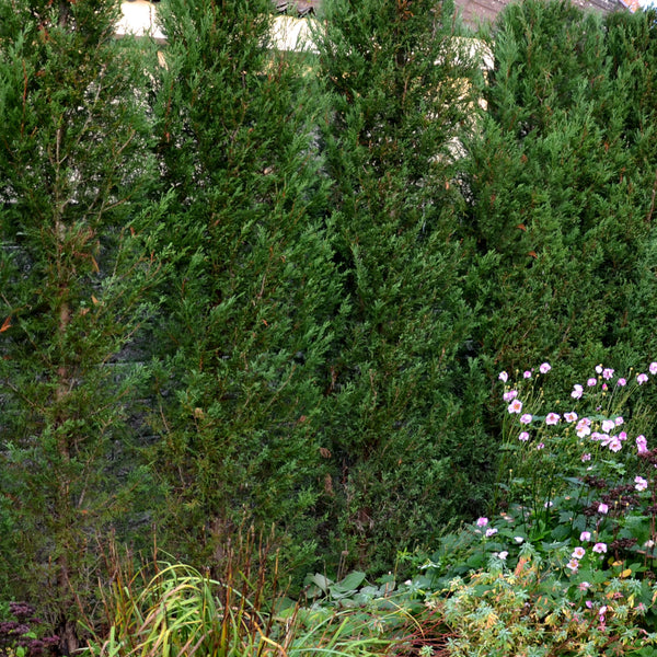Cupressocyparis leylandii pyramidalis 'Eisspitze'® im Garten