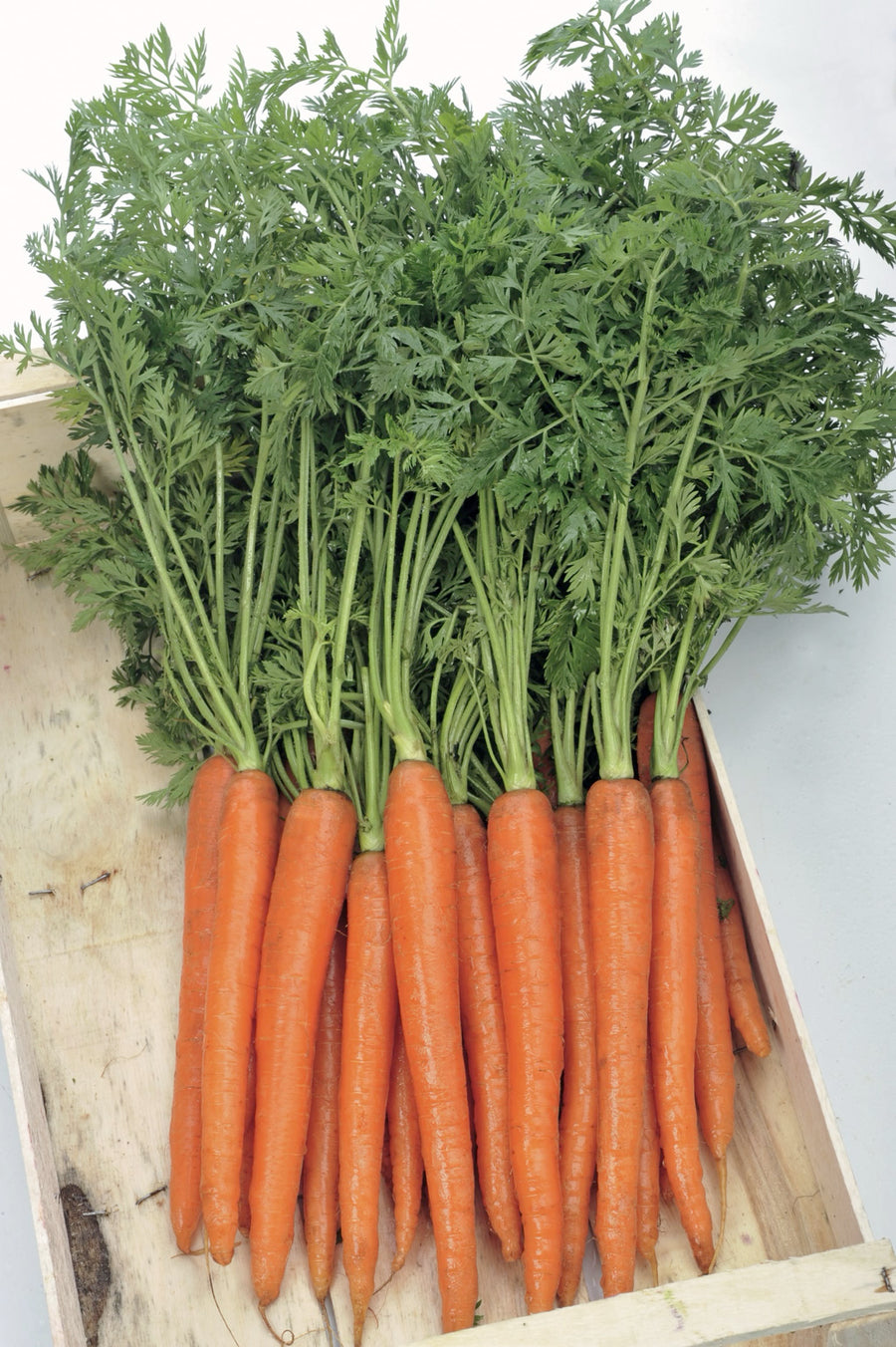 Daucus carota ssp. sativus 'Berlikumer 2'