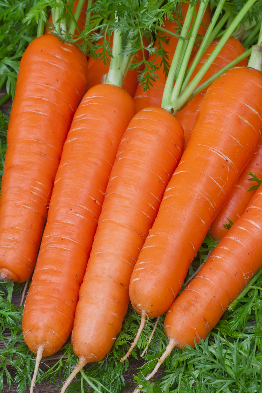 Daucus carota ssp. sativus 'Nantaise 2'