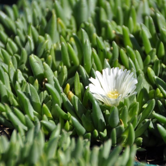 Delosperma congestum 'Album'