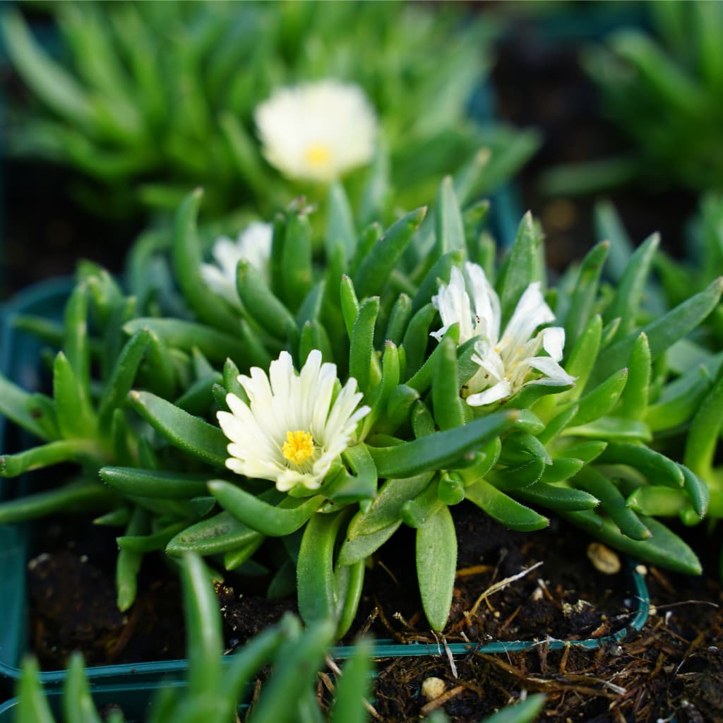 Delosperma congestum 'Album'