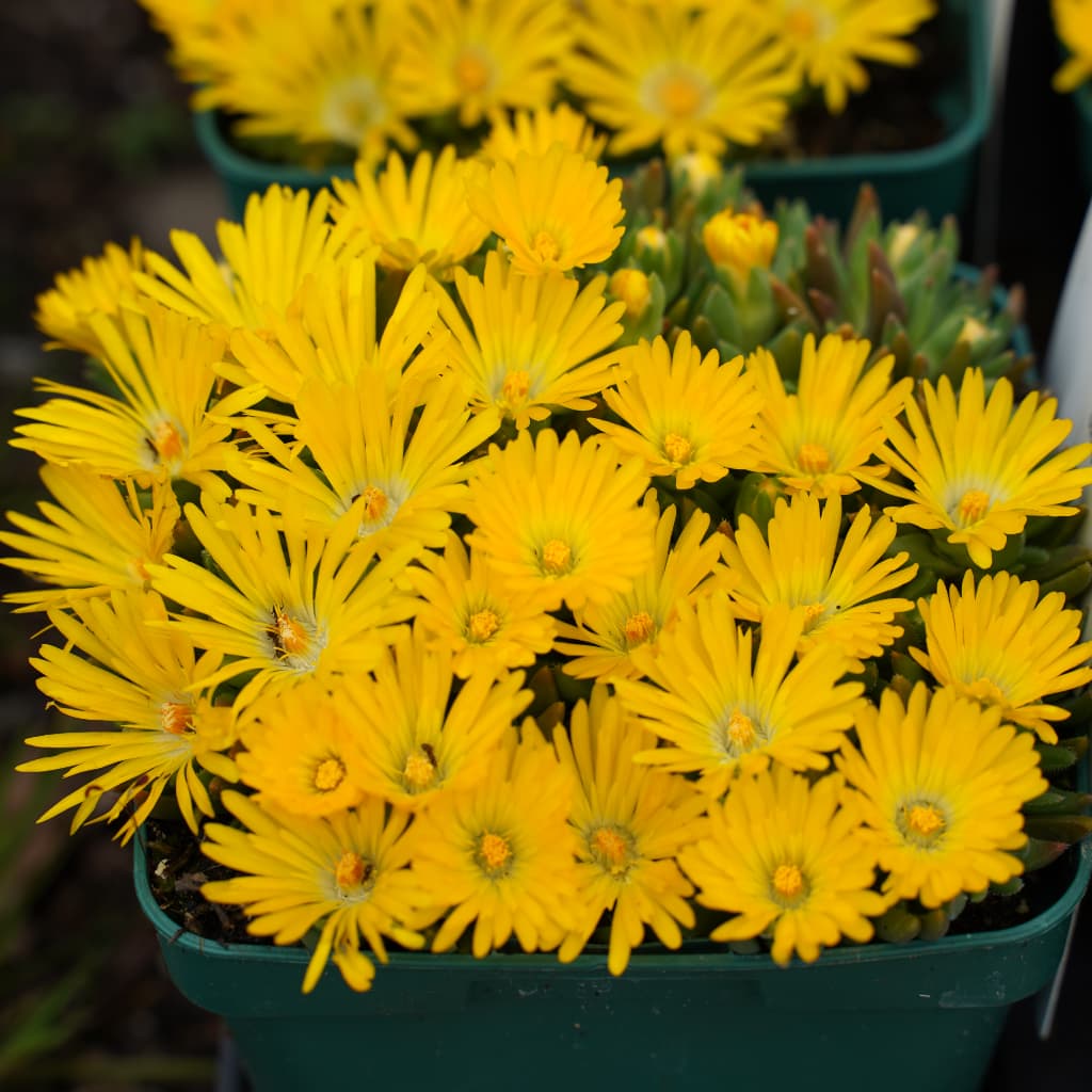 Delosperma congestum
