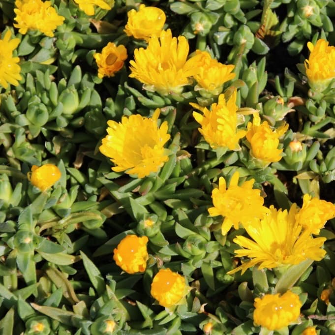 Delosperma congestum