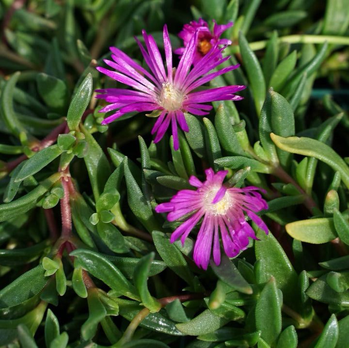 Delosperma cooperi 'Table Mountain'