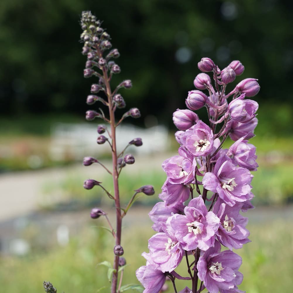 Delphinium x cultorum Pacific 'Astolat'