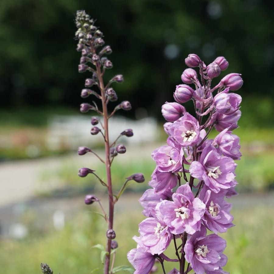 Delphinium x cultorum Pacific 'Astolat'