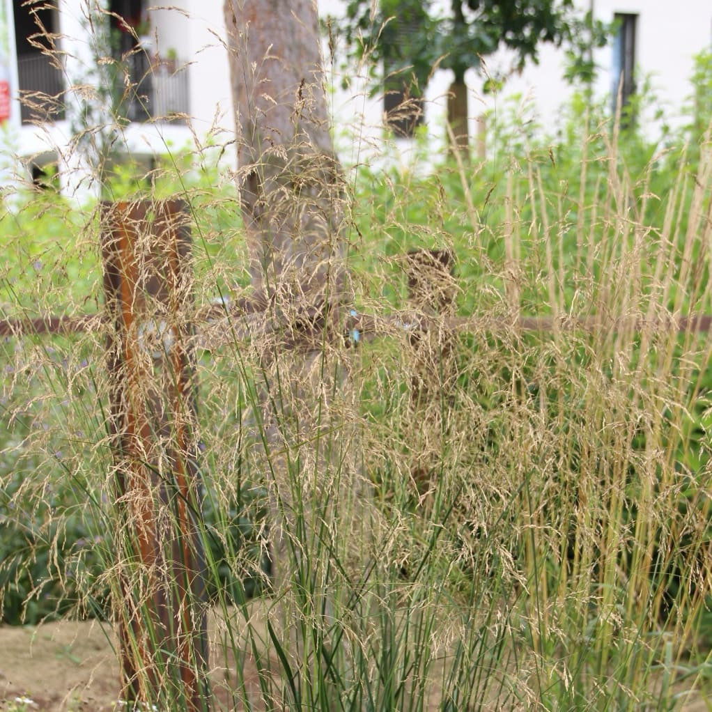 Deschampsia cespitosa
