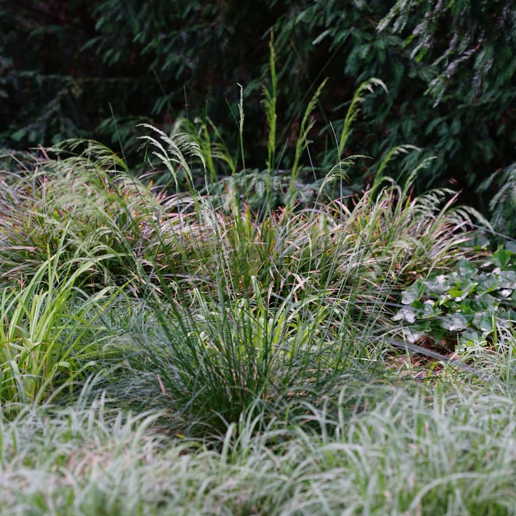 Deschampsia cespitosa
